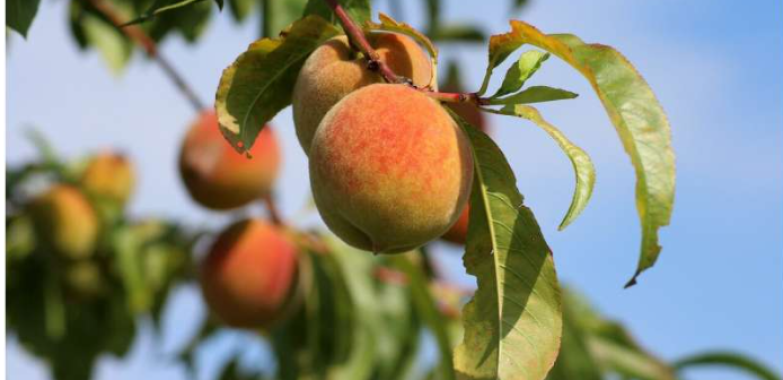 Significance of a wholesome life-style and vitamin for breast most cancers patienta