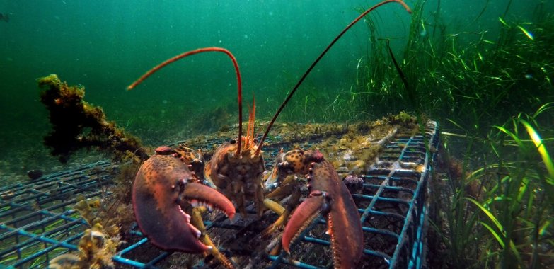 To Save Whales, Don’t Eat Lobster, Watchdog Group Says