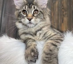 Healthy Maine Coon Kittens For adoption and Rehoming