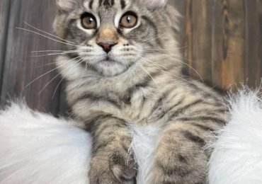 Healthy Maine Coon Kittens For adoption and Rehoming