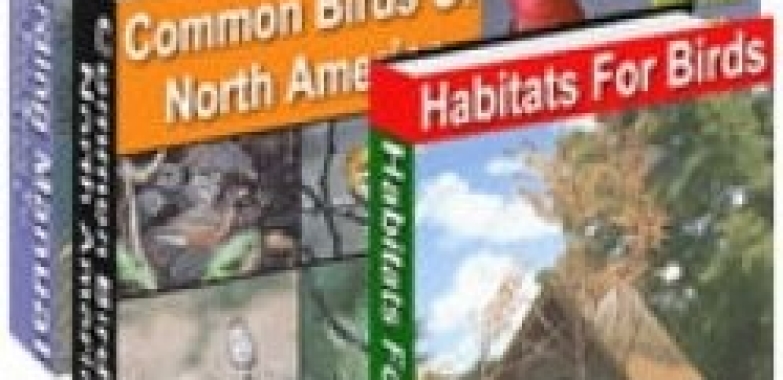 Birding For Everyone