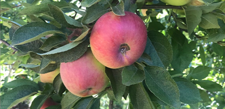 An apple a day: How Apple Hill brings farm-fresh produce to UC Davis Health