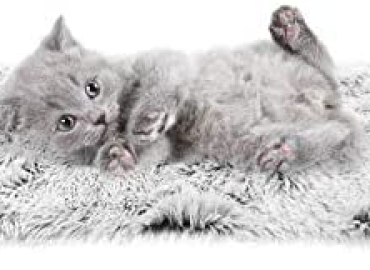PJYuCien Fluffy Fleece Cat Dog Bed Blanket,Soft Warm Pet Throw Blanket for Pet.
