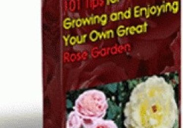 101 Tips For Growing Your Own Great Rose Garden