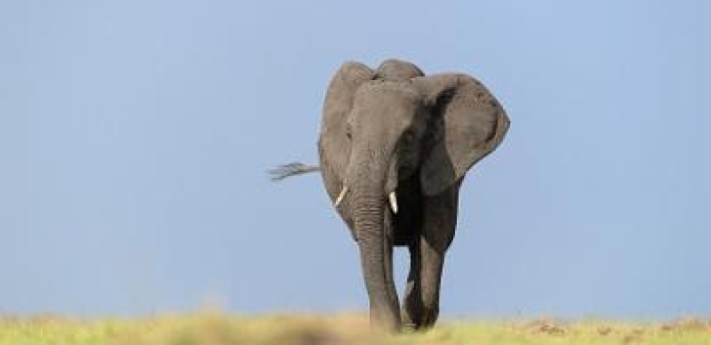 Destinations to include in Kenya vacation – Wild Voyager (New York, New York, USA)
