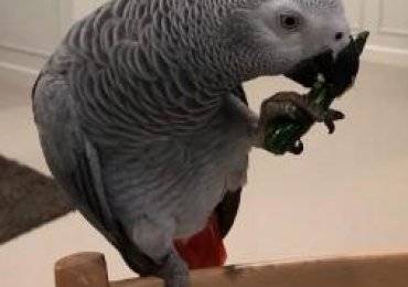 Buy Congo African grey parrot (Connecticut, USA, Other Countries)