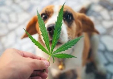 Cannabis for Pets – Learn from the Expert (New York, United States, New York, USA)