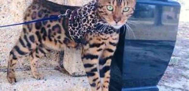 Choose Belli Amme Bengals For Kittens For Sale In Florida (Kenner LA 70065, USA, Louisiana, USA)