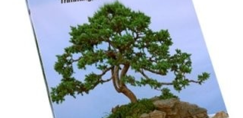 Bonsai Tree