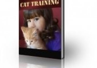 All About Cat Training