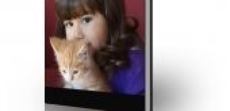 All About Cat Training