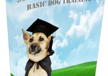 90 Dog Training Tips