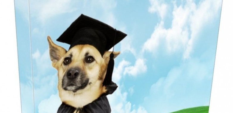 90 Dog Training Tips