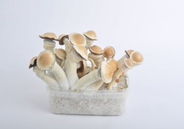 Yummy Psilocybin Magic Mushrooms for Sale