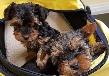 9 Wks old Yorkie puppy In Brooklyn