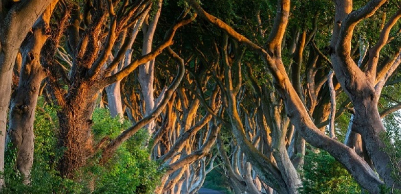 Game of Thrones Tours by Belfast Transfers and Tours
