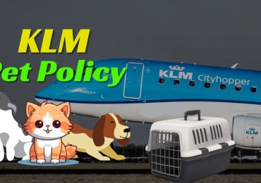 Do You Understand the KLM’s Pet Policy?