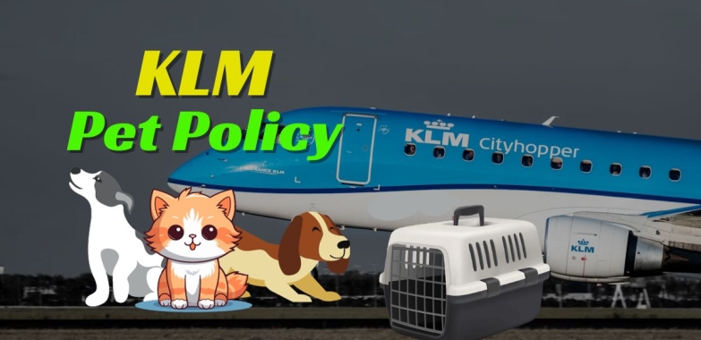 Do You Understand the KLM’s Pet Policy?