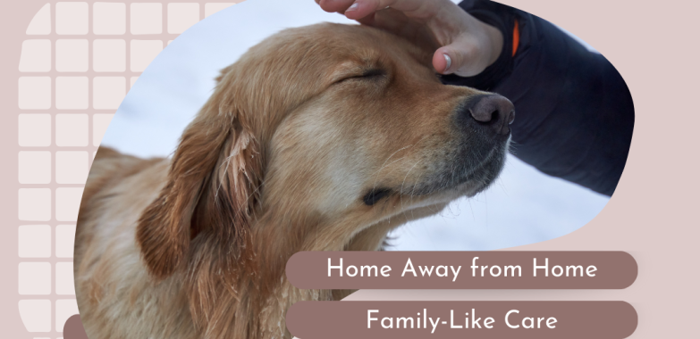 What to Expect from a Pet House Sitting Service