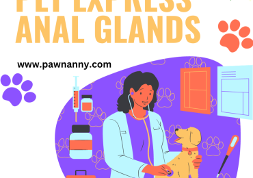 Expert Pet Care: Anal Gland Expression Services for Your Furry Friends