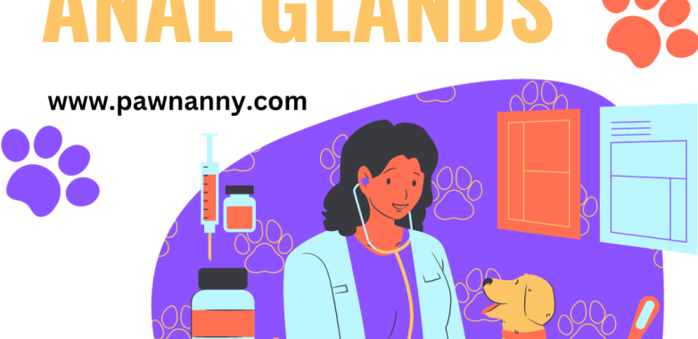 Expert Pet Care: Anal Gland Expression Services for Your Furry Friends