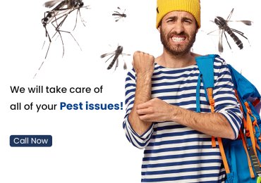 Pest Control Services in Bangalore – Keerthisecurity.in