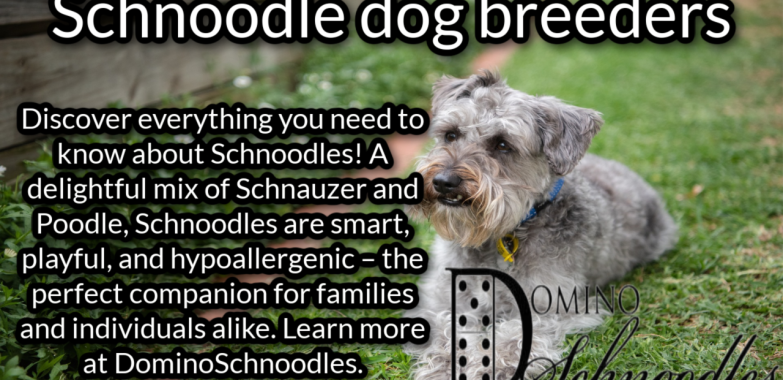 Schnoodle Dog Breeders| Dominoschnoodles