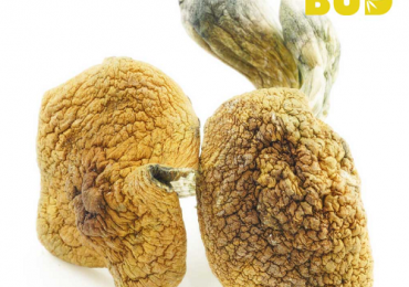 Buy Magic Mushrooms Online at Low Price in Canada | Low Price Bud