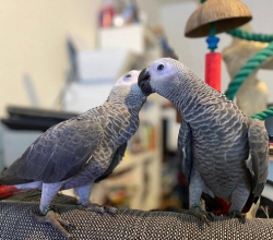 Healthy & Well-Socialized African Grey Parrots for Sale