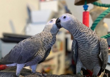 Healthy & Well-Socialized African Grey Parrots for Sale