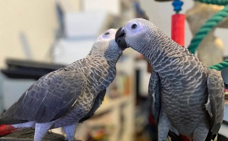 Media
