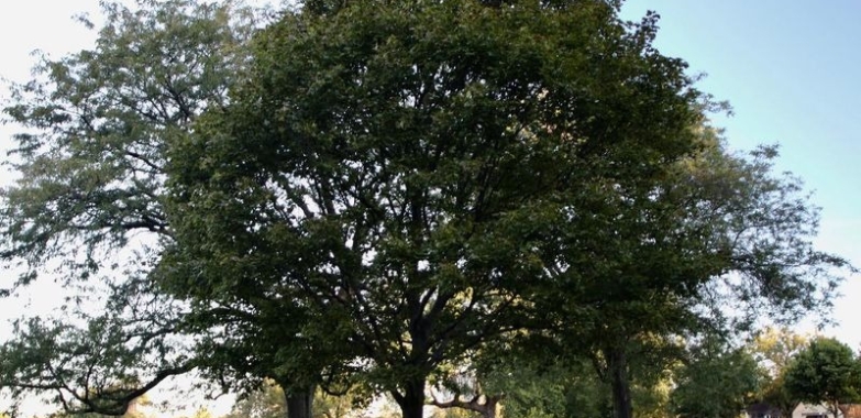 Tree Planting | Trees for Sale | Buy Direct from Farm with Delivery