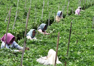 How States can enhance agri-tourism