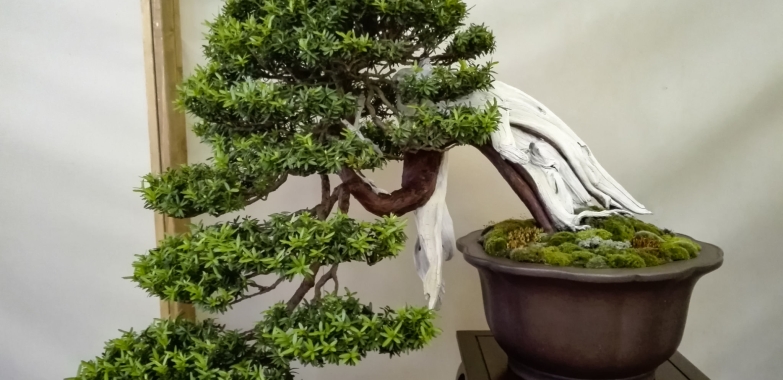 Buy Artificial Bonsai Online Wholesale