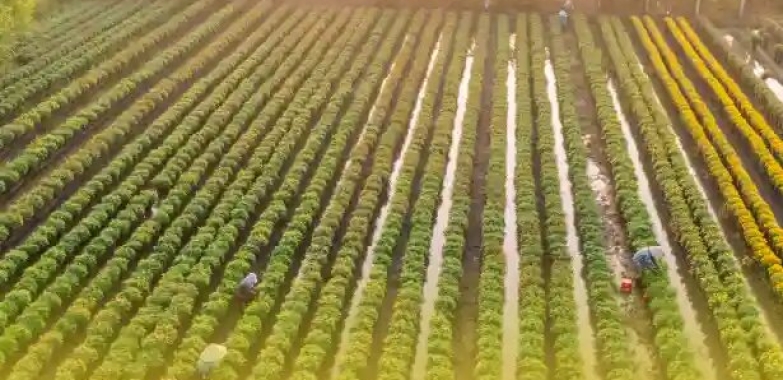 Organic Farm | Organic Farmland in Chennai – M/S Holidays Mango Farm