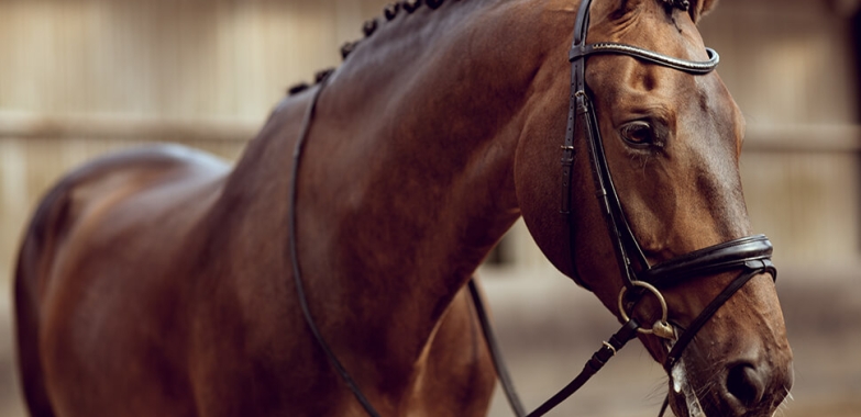 Australian Equine Debt Collection Services