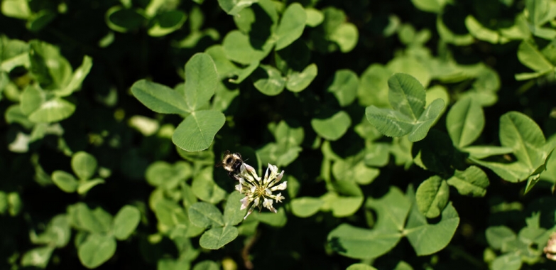 The Case for Clover Lawns, the Environmentally Friendly Alternative to Grass