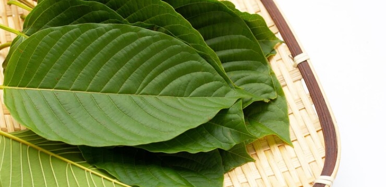 Understanding: Does Kratom Help With Pain Relief?