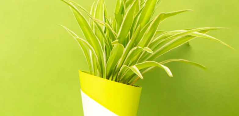 Must Have Office Plants