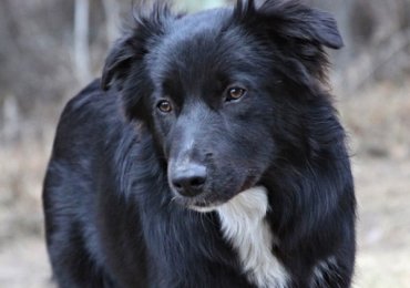 Australian Shepherd Puppies for Sale: Loyal and Lovely Companions