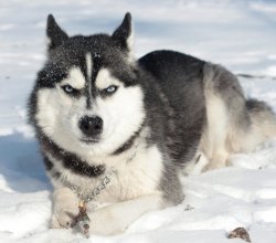 Siberian husky price in India