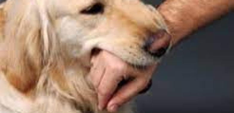 Dog Bite Lawyer