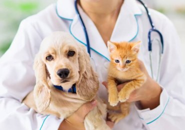 Veterinary services abu dhabi